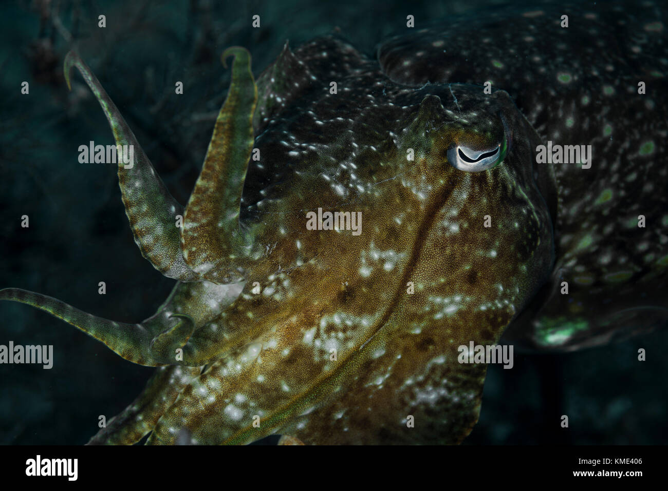 Sepia schwebt über dem Meeresboden Stockfoto