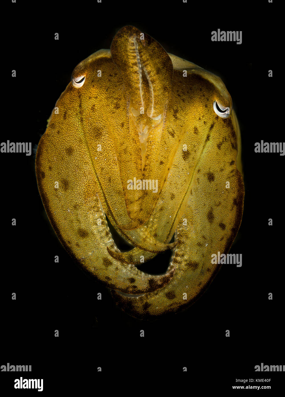 Porträt einer Sepia Stockfoto