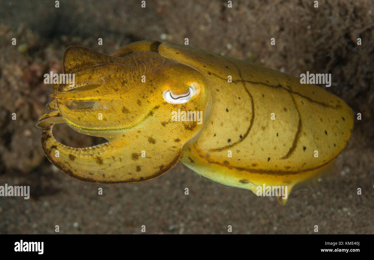 Porträt einer Sepia Stockfoto