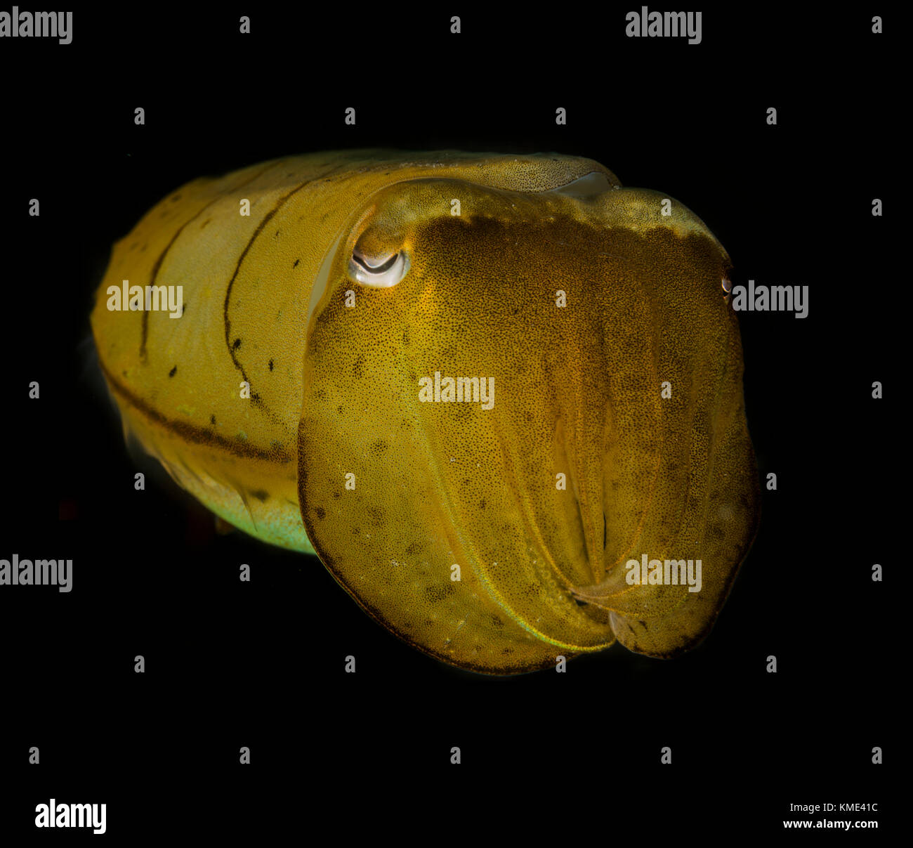 Porträt einer Sepia Stockfoto