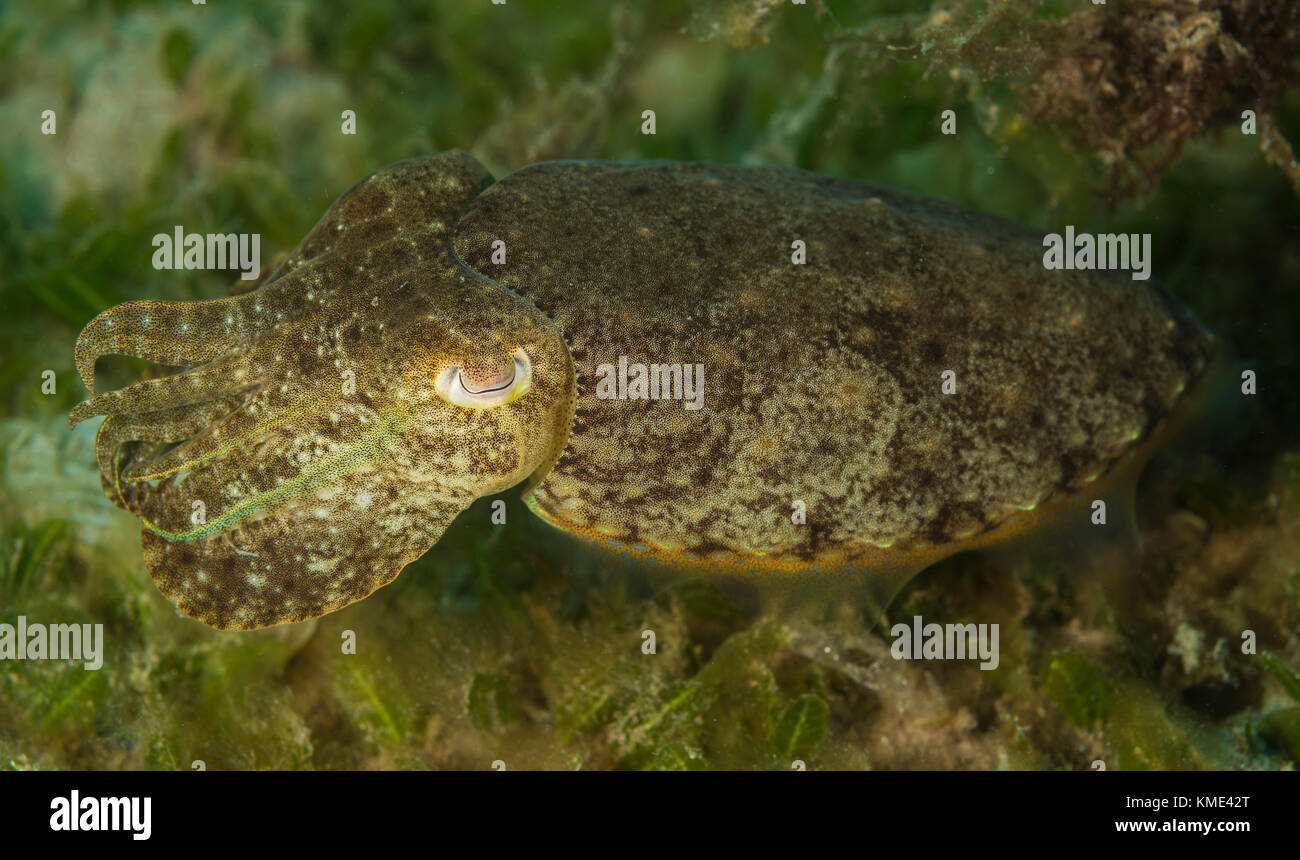 Tintenfisch schwebt über dem Meeresboden Stockfoto