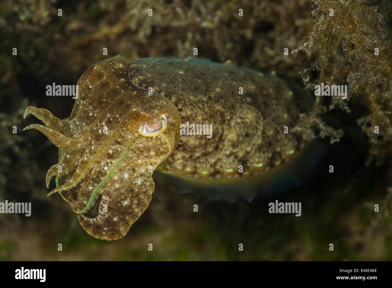Tintenfisch schwebt über dem Meeresboden Stockfoto