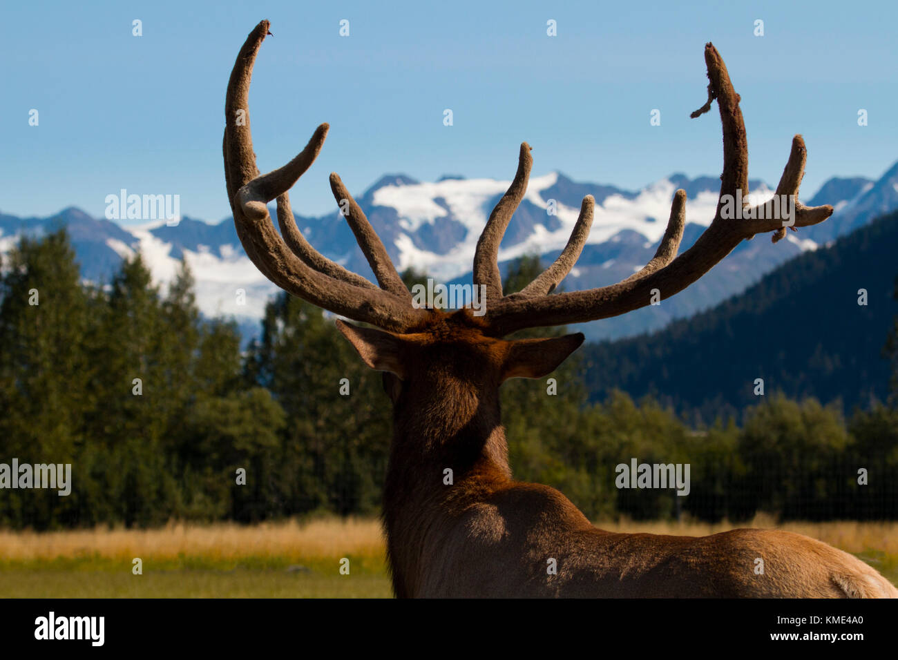 Fokus auf Elch Geweih und der Hinterkopf als Tier sieht zu den entfernten Bergen und Wald in Alaska Stockfoto