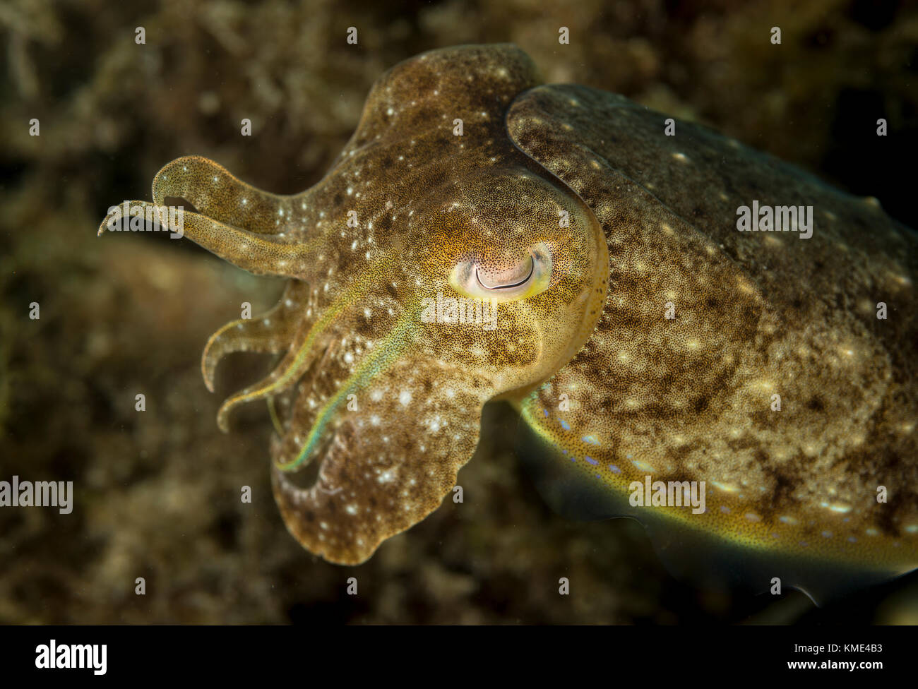 Tintenfisch schwebt über dem Meeresboden Stockfoto