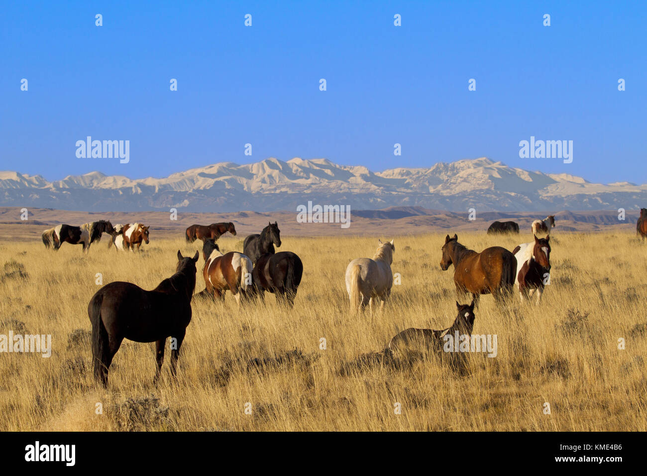 Wild Horse Herde in ruhige Szene mit wachsamen führend in Mccullough Wild Horse Management Area in der Nähe von Cody, Wyoming. Stockfoto