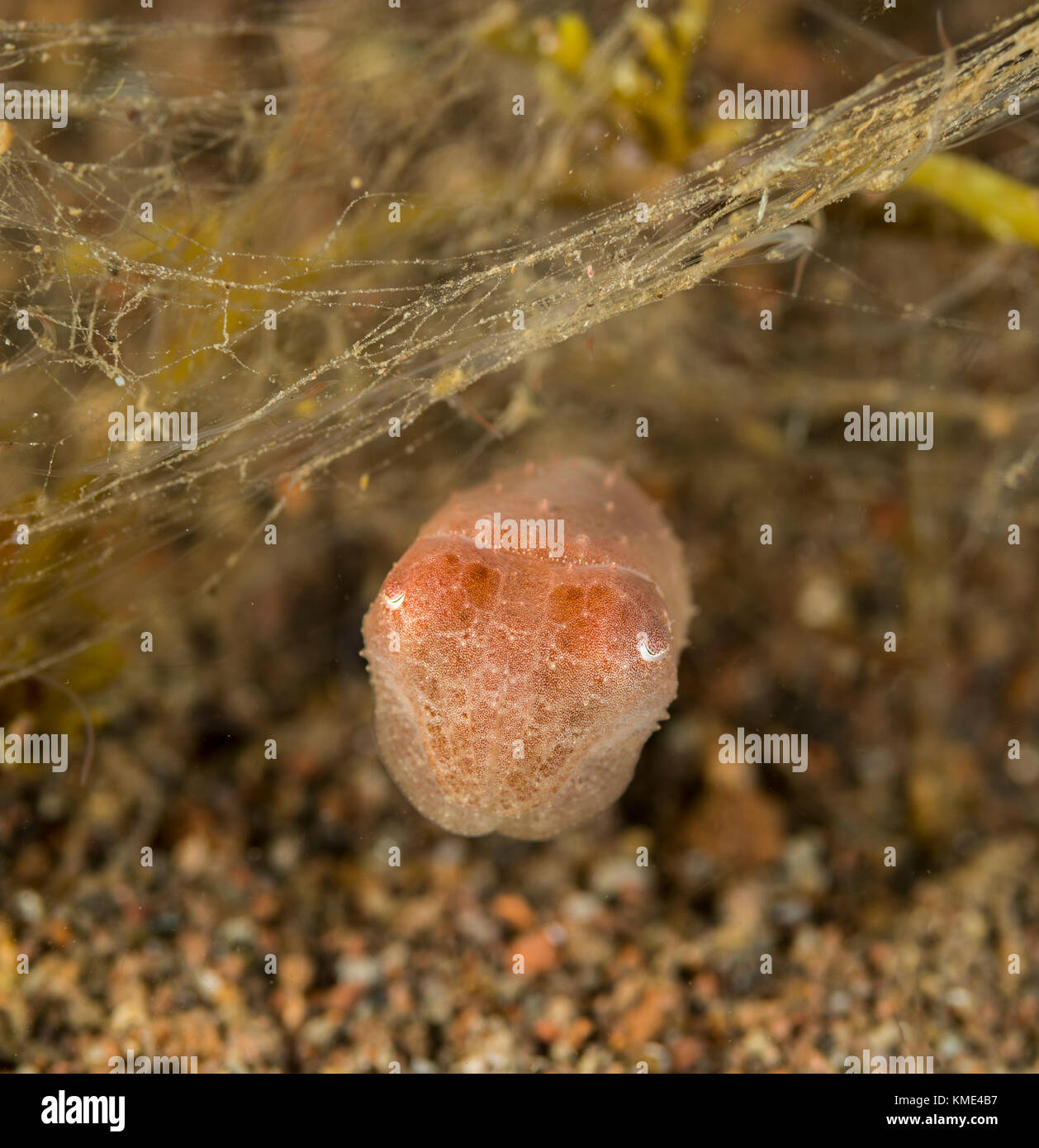 Rosa Tintenfisch verbirgt sich unter einer Koralle Stockfoto