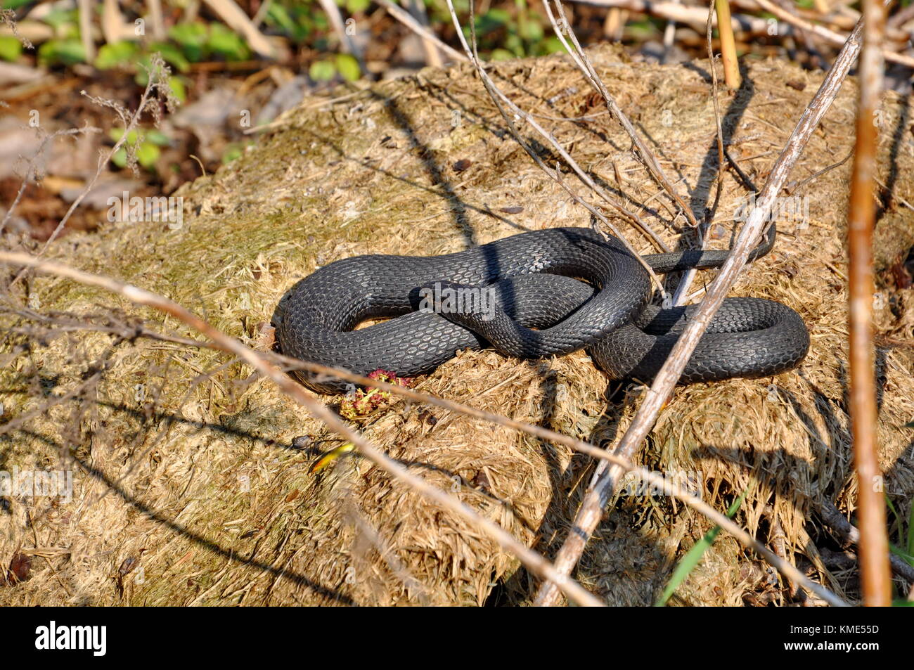 Melanistic Eastern garter Snake in der Wildnis Stockfoto
