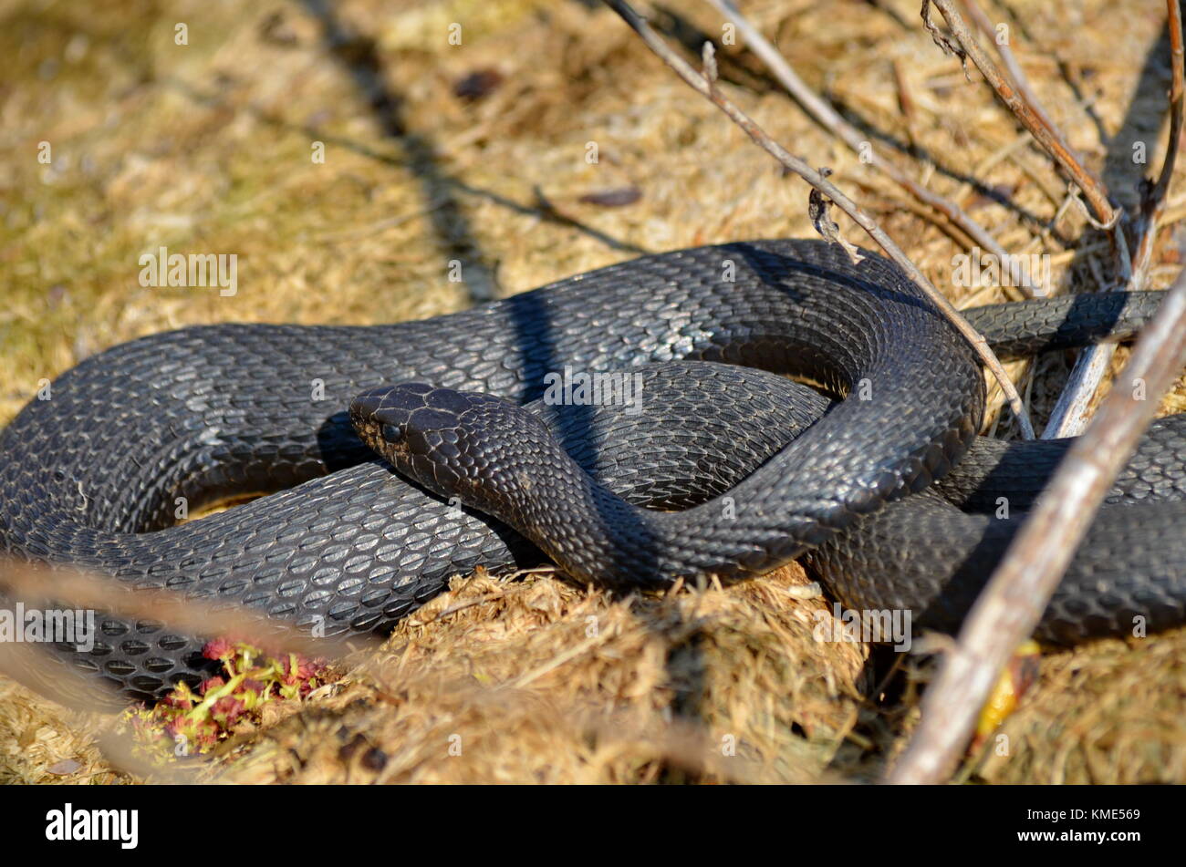 Melanistic Eastern garter Snake in der Wildnis Stockfoto