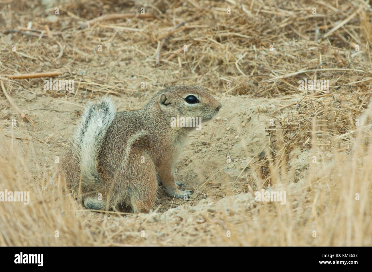 San Joaquin oder Nelson Antilope Eichhörnchen (ammospermophilus nelsoni) gefährdet, Carrizo Plain National Monument, Kalifornien, USA Stockfoto