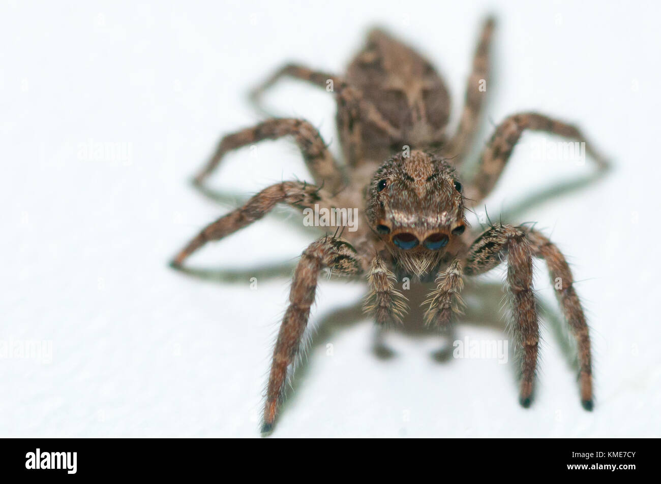 Nahaufnahme einer Spinne Stockfoto