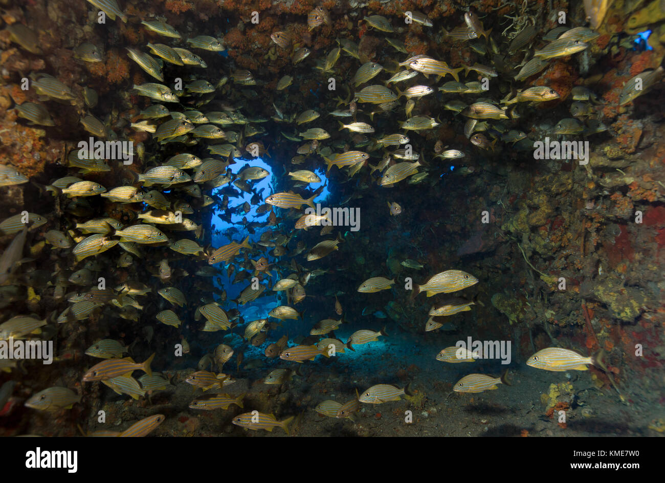 Schwarmfisch finden Unterschlupf in der Brücke Der uscg Duane. Stockfoto