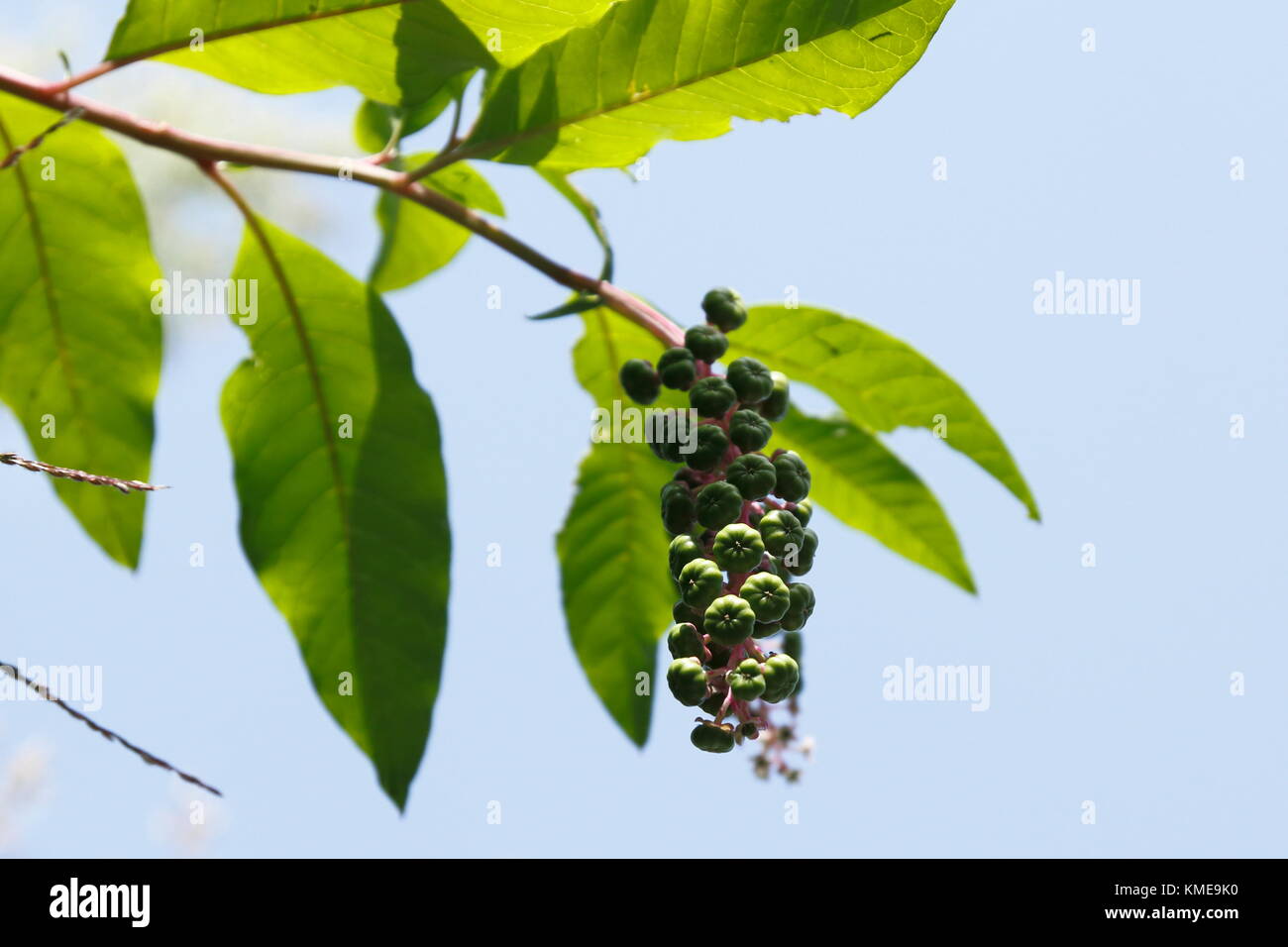 Kermesbeere mit blau schwarz farbenen Beeren Stockfoto