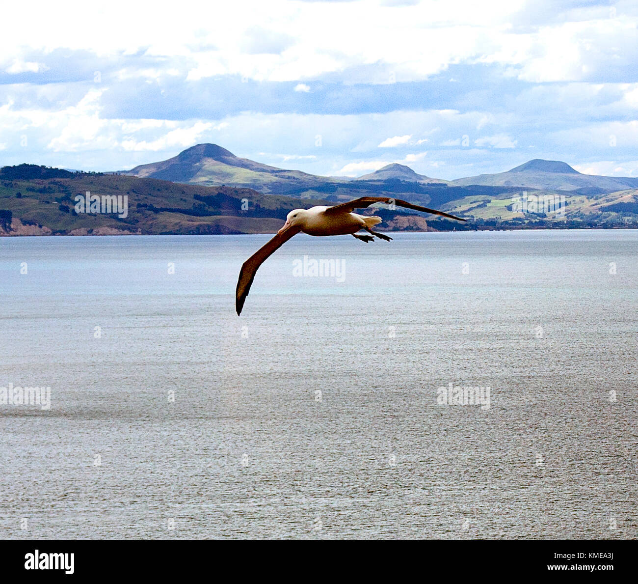 Royal Northern Albatross schwebt über taiaroa Head, Otago Peninsula, South Island, Neuseeland. Stockfoto