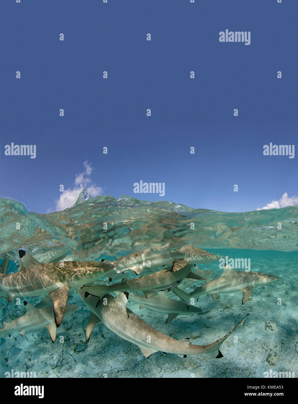 Über/Unter der Schwarzspitzen Riffhaie in einer Lagune, Französisch Polynesien. Stockfoto