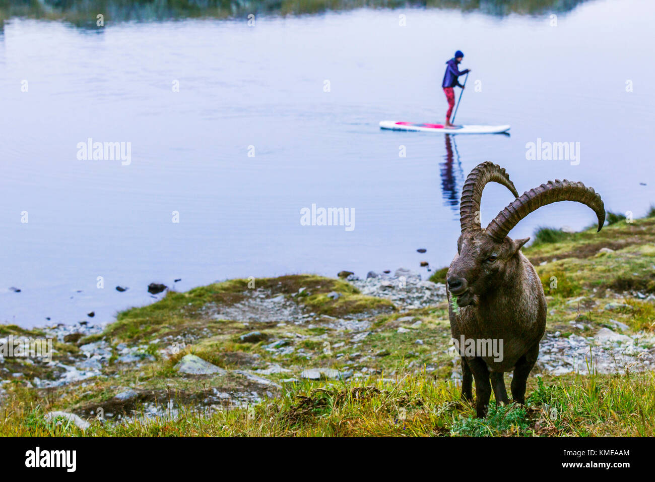 Steinböcke grasen am Seeufer und Stand Up Paddle Boarder auf See, Chamonix, Haute-Savoie, Frankreich Stockfoto