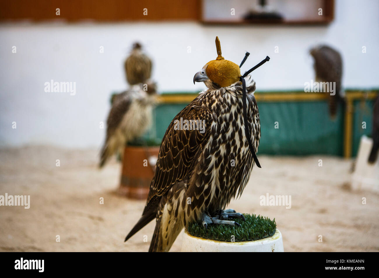 Falcon Falcon Falcon am Markt, Souk, Doha, Qatar Stockfoto