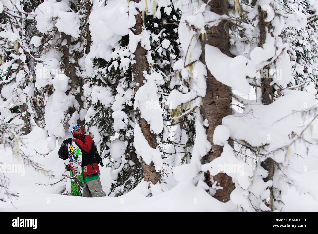 Snowboarder zwischen Bäumen am Mica Creek Heli, British Columbia, Kanada Stockfoto