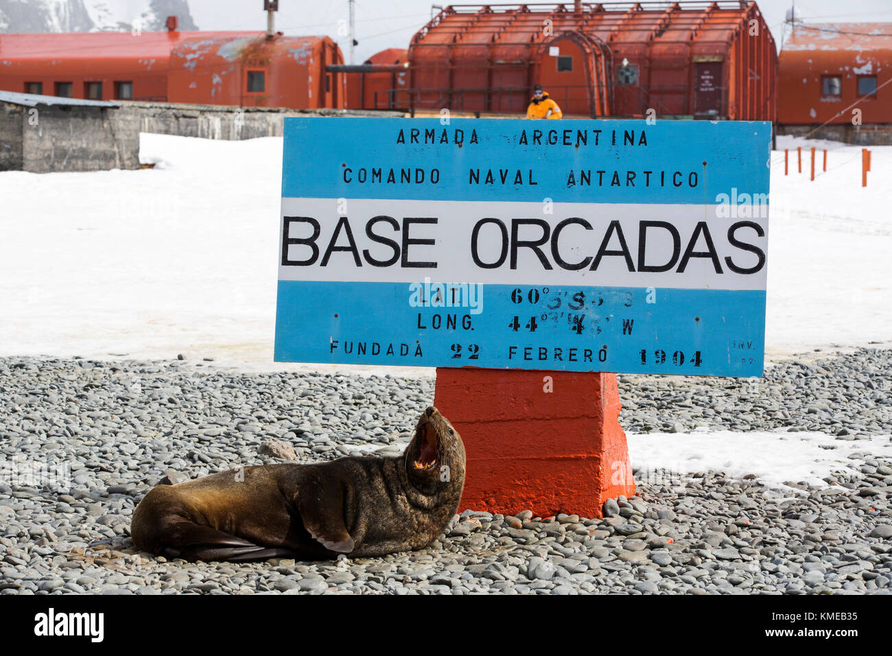 Antarktische Pelzrobben an der Basis Orcadas, die eine argentinische wissenschaftliche Station in der Antarktis ist, und die älteste der noch in Betrieb befindlichen Stationen in der Antarktis.Es befindet sich auf Laurie Island, einer der südlichen Orkney-Inseln, direkt vor der Antarktischen Halbinsel.die Antarktische Halbinsel ist einer der am schnellsten wärmenden Orte auf dem Planeten. Stockfoto