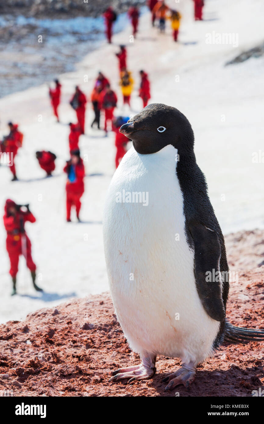 Adelie Pinguine, Pygoscelis adeliae bei Madder Cliffs, Suspiros Bay, am westlichen Ende der Joinville Island, Antarctica.Adelie's sind eine wahre antarktische Spezies, die als Folge des Klimawandels leiden, die antarktische Halbinsel, ihre einzige Brutstätte, ist eine der schnellsten Erwärmung Gebieten auf dem Planet.This verursacht Adelies nach Süden zu migrieren.Sie reduzieren in Zahlen, ernähren sie sich fast ausschließlich von Krill, der auch aufgrund des Klimawandels rückläufig ist. Stockfoto