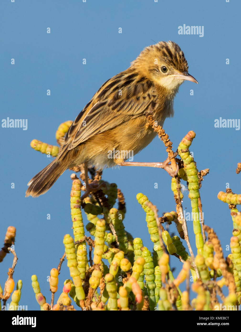 Zitting cisticola an s'Albufera de Mallorca Stockfoto