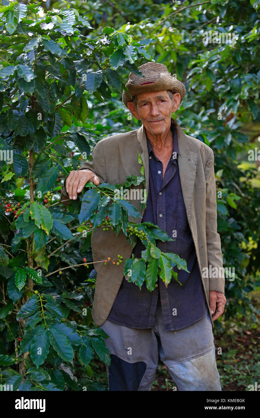 Alter Mann vor Kaffee Büsche posiert, Tal von Vinales, Kuba Stockfoto