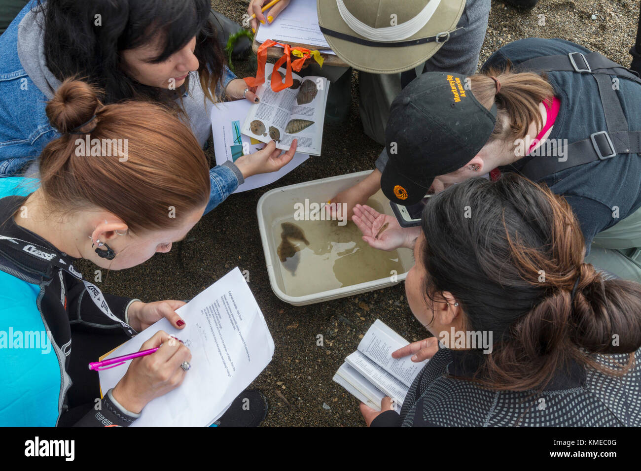 Feuchtgebiete Ökologie Klasse, San Francisco State University, Tiberon, CA.The Studenten verwendet eine seine, um Tierleben in den Aalgrasbeeten zu suchen. Stockfoto