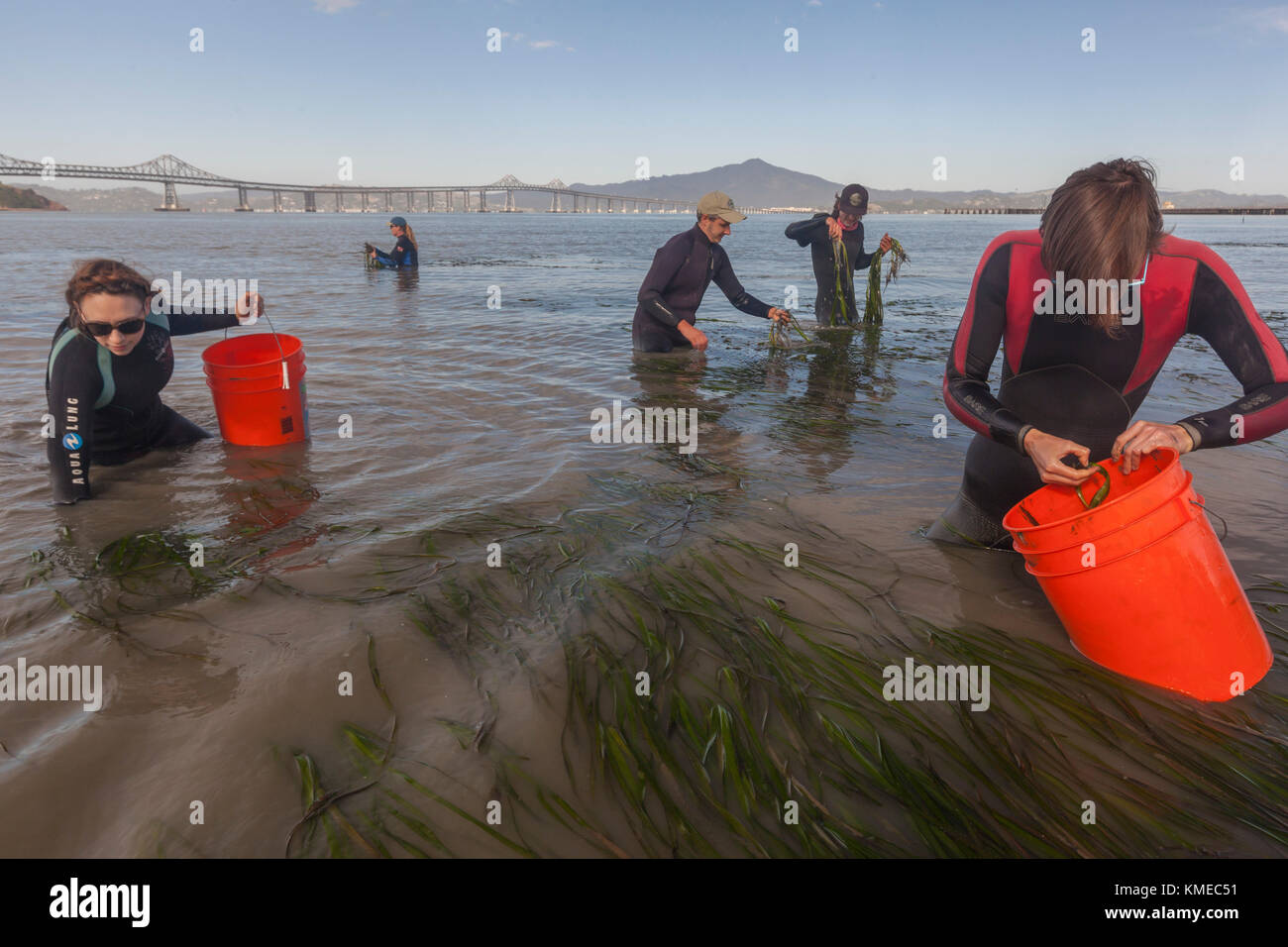 Fünf Leute sammeln Aalgras für die Restaurierung in Bay bei Point Molate, Kalifornien, USA Stockfoto
