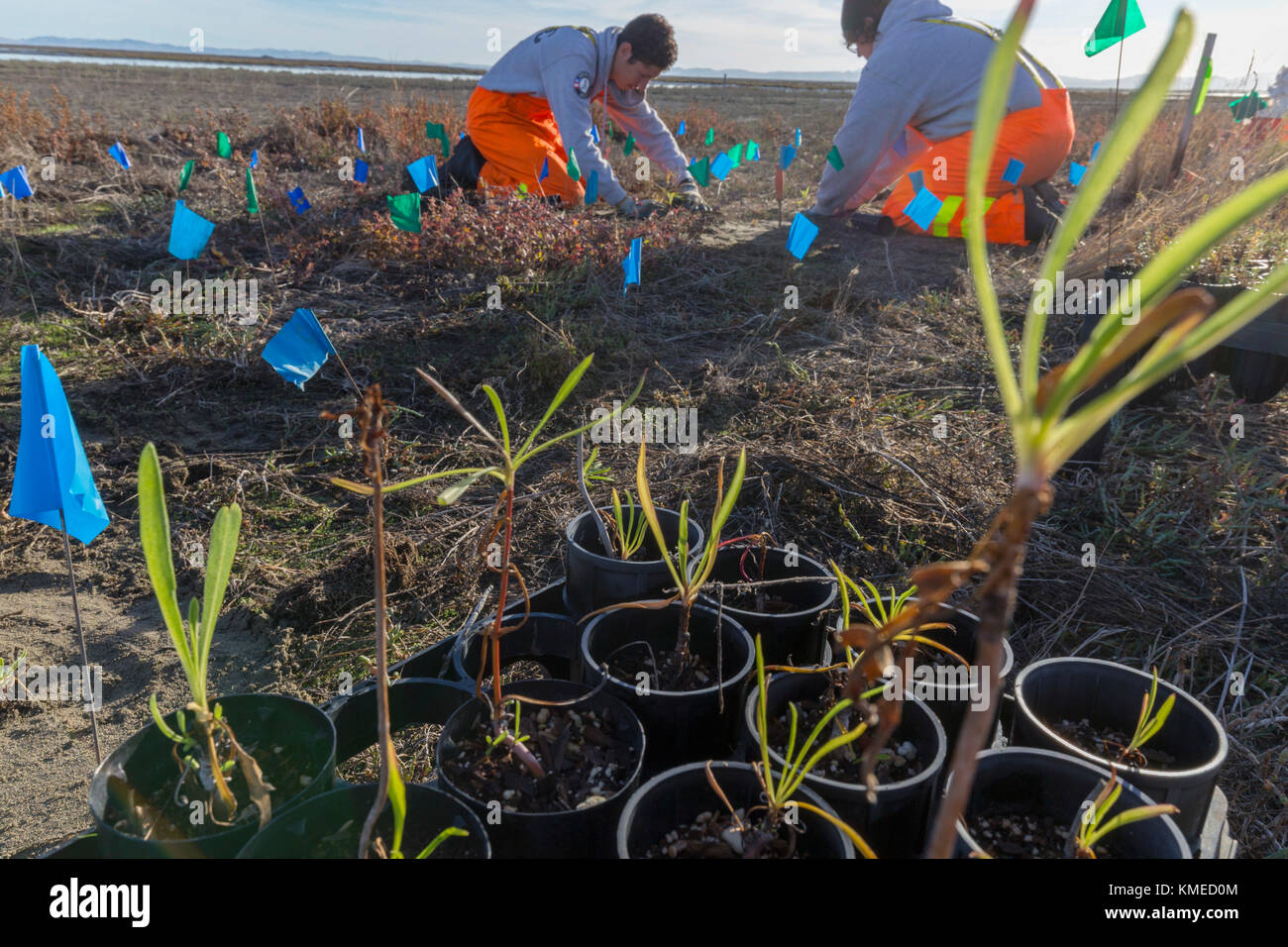 Sämlinge und AmeriCorps freiwillige Anpflanzen nativer Feuchtgebiete Arten in der restaurierten Hamilton Feld Gezeiten Marsh, Novato, Kalifornien, USA Stockfoto