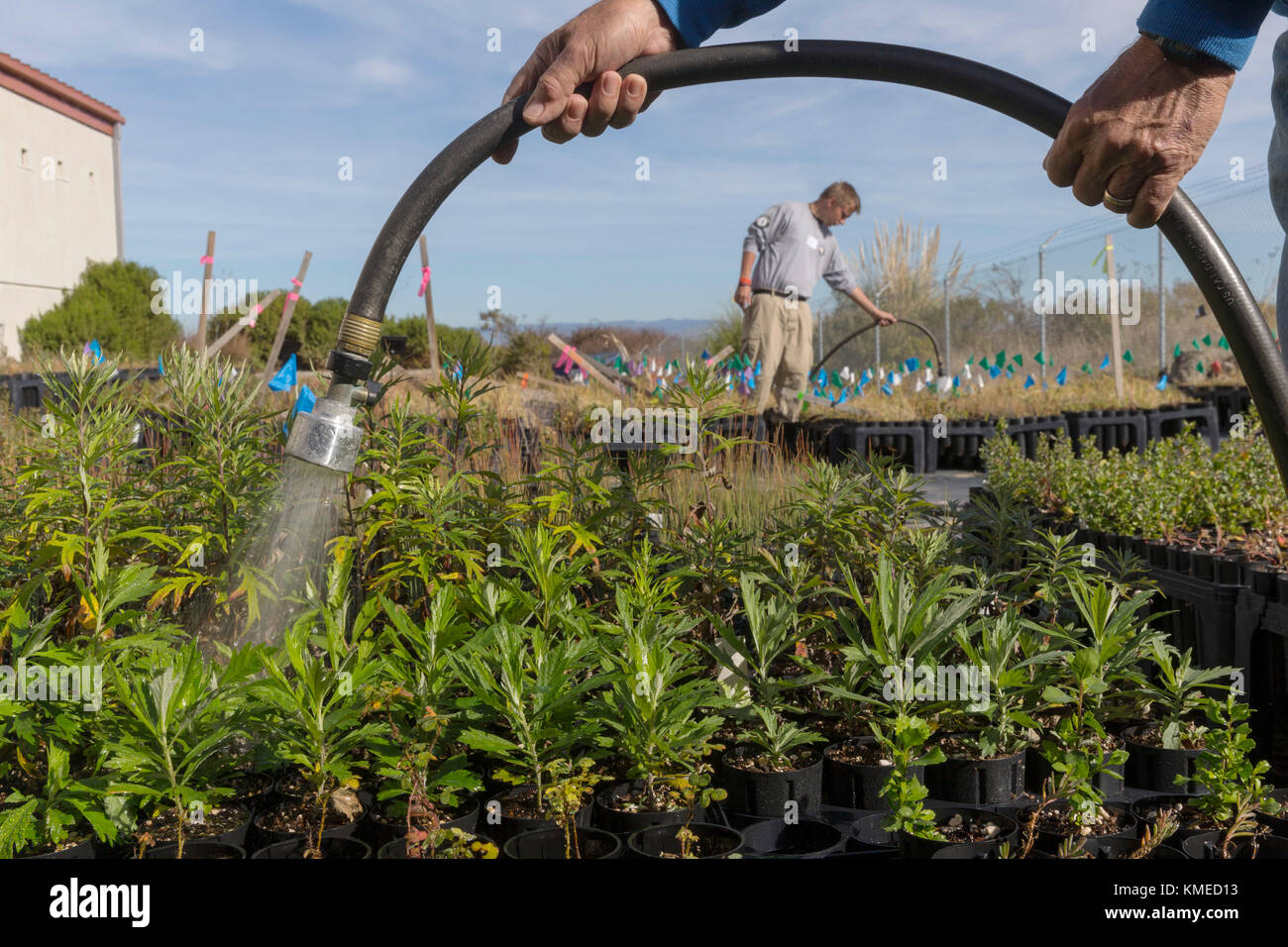 AmeriCorps und ehrenamtliche kommunale Bewässerung pflanzen in der Baumschule im restaurierten Hamilton Feld Gezeiten Marsh, Novato, Kalifornien, USA Stockfoto