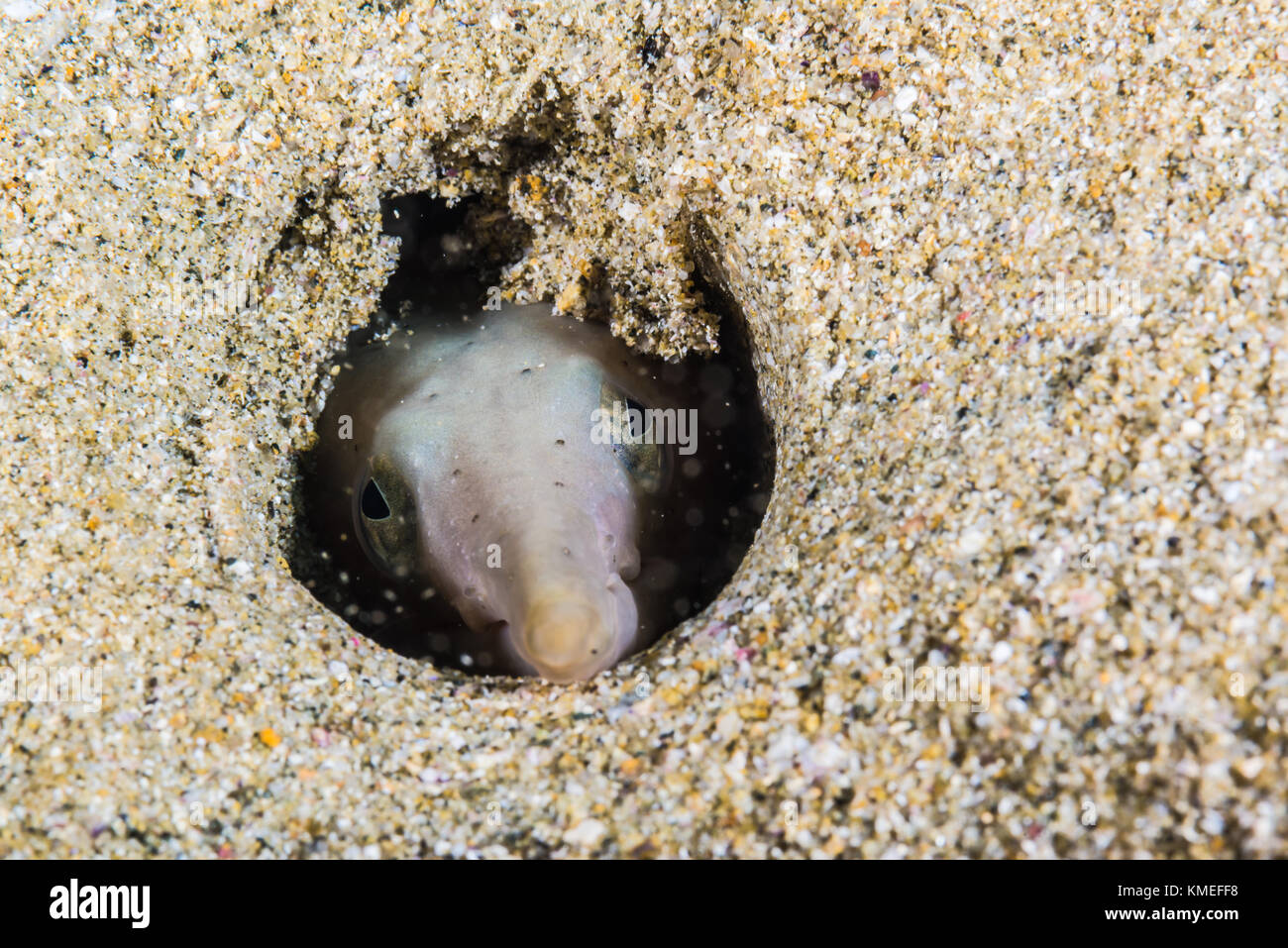 Snake eel (Ophisurus macrorhynchos Bleeker, 1853) versteckt sich in ein kleines Loch an der sandigen Boden. Owase, Mie, Japan Stockfoto