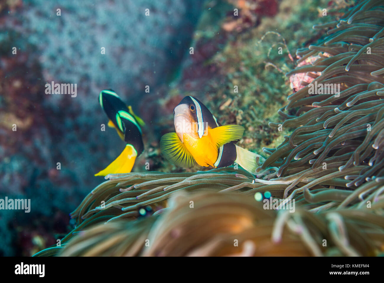 Yellowtail Clownfisch （Amphiprion clarkii Bennett, 1830) Schwimmen im wogenden Meer Anemone (Entacmaea quadricolor) Stockfoto