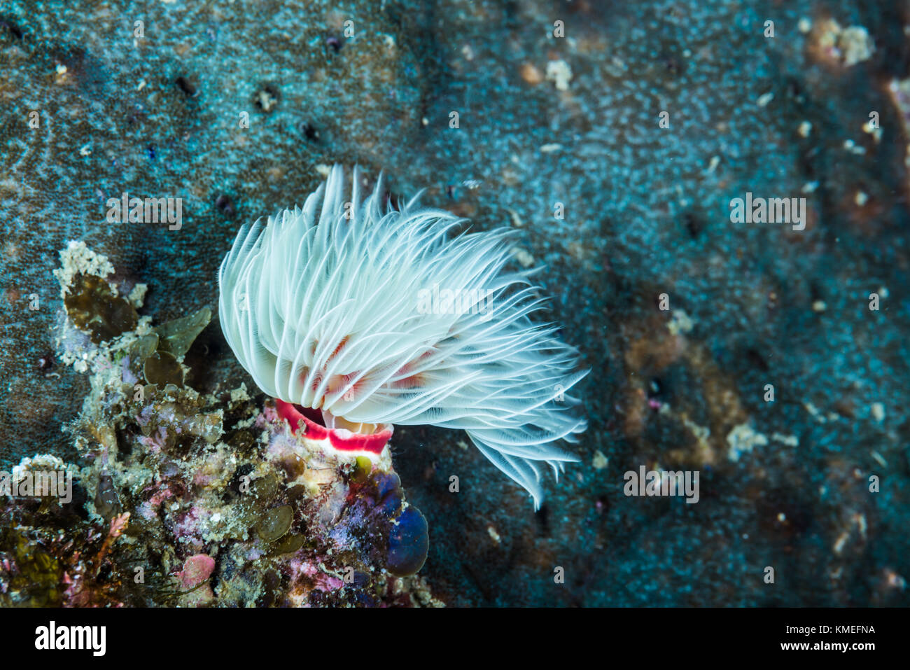 Hartes Rohr Coco Worm (Protula bispiralis Savigny, 1822) Schwingen elegant in die Kurve. Owase, Mie, Japan Stockfoto
