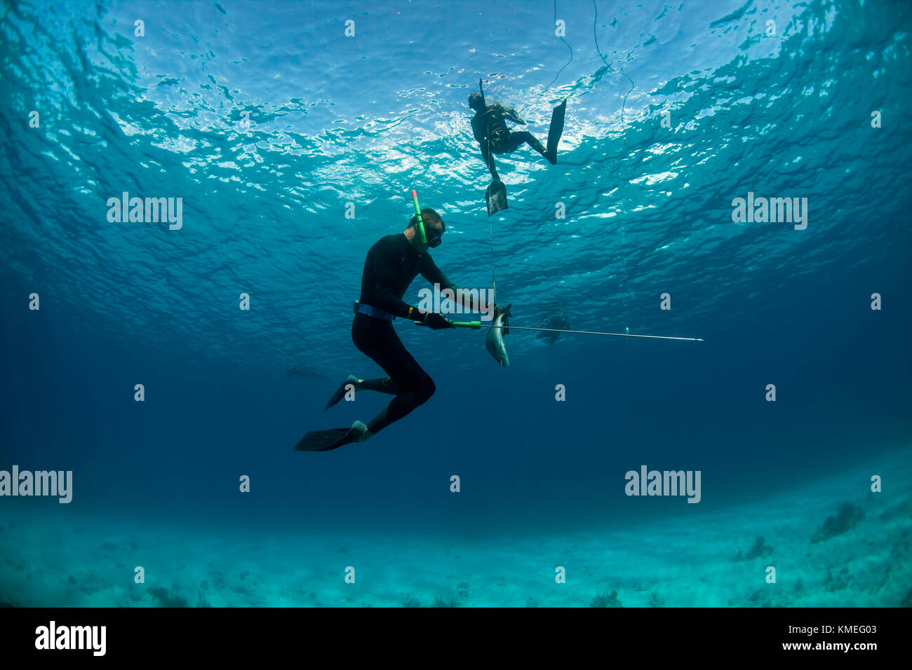 Zwei Taucher, die beim Speerfischen tote margate-Fische (aus der Familie der Grunzen) zurückholen. Haie können von den sterbenden Fischen angezogen werden, so dass Taucher oft einander helfen und halten die Augen nach anderen Raubtieren, Clarence Town, Long Island, Bahamas. Stockfoto