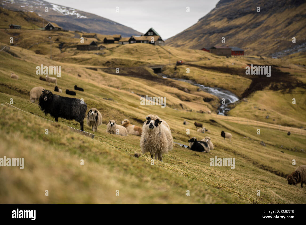 Schafe auf den Färöern. Stockfoto