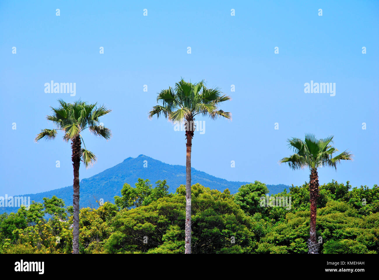 Tropische Kokospalmen mit majestätischen Berg im Hintergrund. symbolisiert Urlaub und Urlaub, Reise und Tourismus und tropicality. Stockfoto