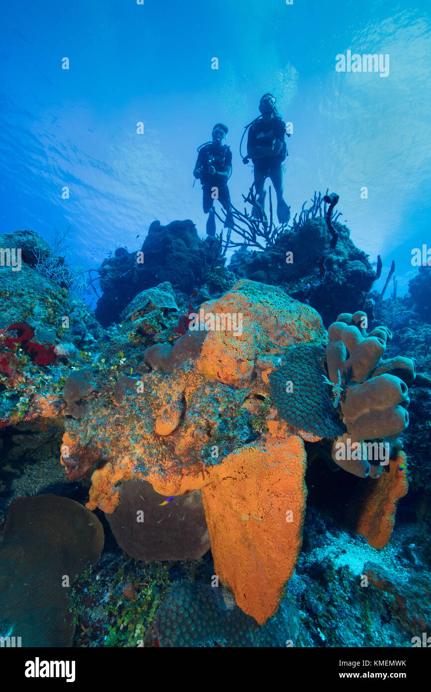 Taucher ein Riff auf den Grand Cayman Inseln erkunden. Stockfoto