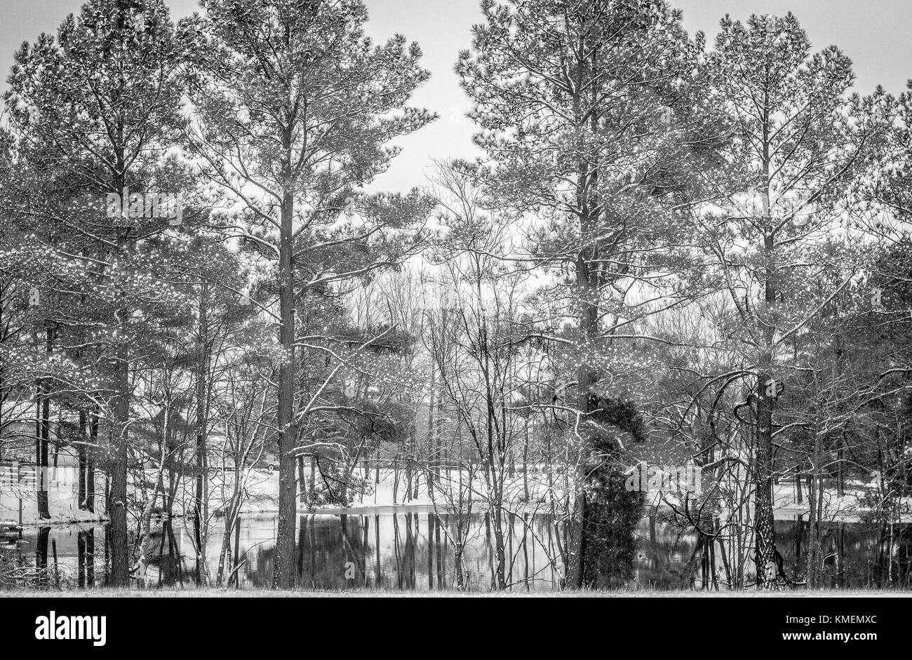 Schnee landscpae Foto mit Pinien und einem Teich Stockfoto