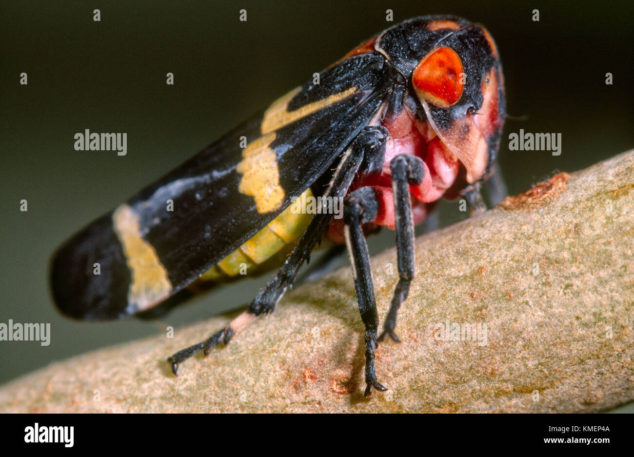 Nach Gum (Eurymelidae Treehopper) Stockfoto