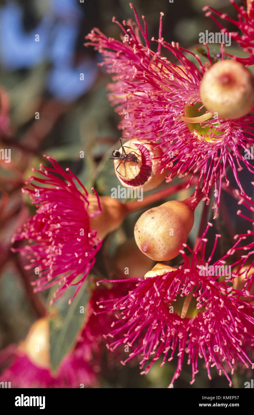 Ant Fütterung auf Blumen von Gum Tree (Corymbia ficifolia) Stockfoto