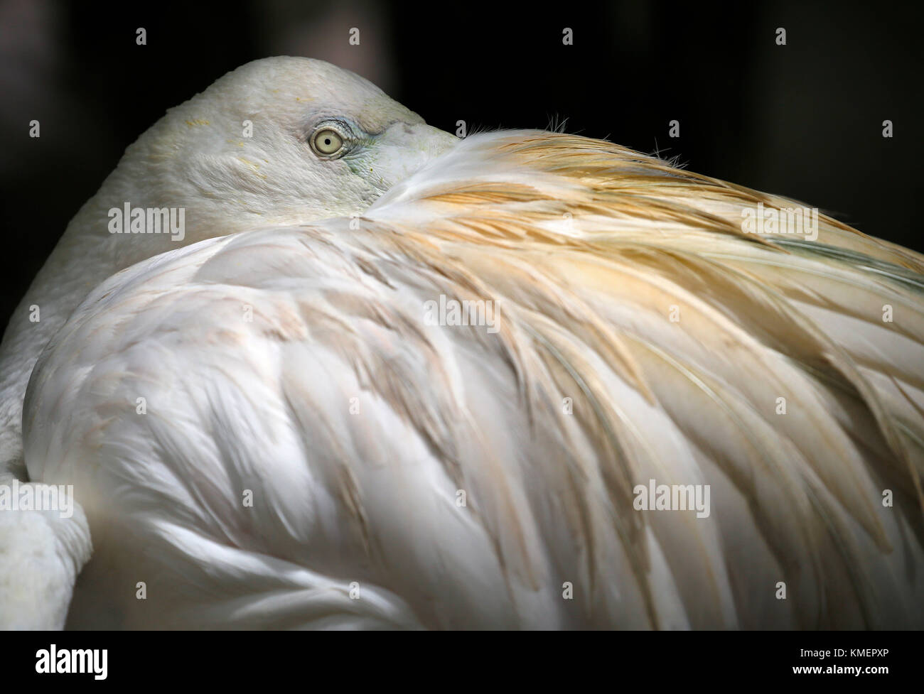 Weiß Flamingo in Bird Park in Kuala lumpur gesehen, 1. Dezember 2017. Stockfoto