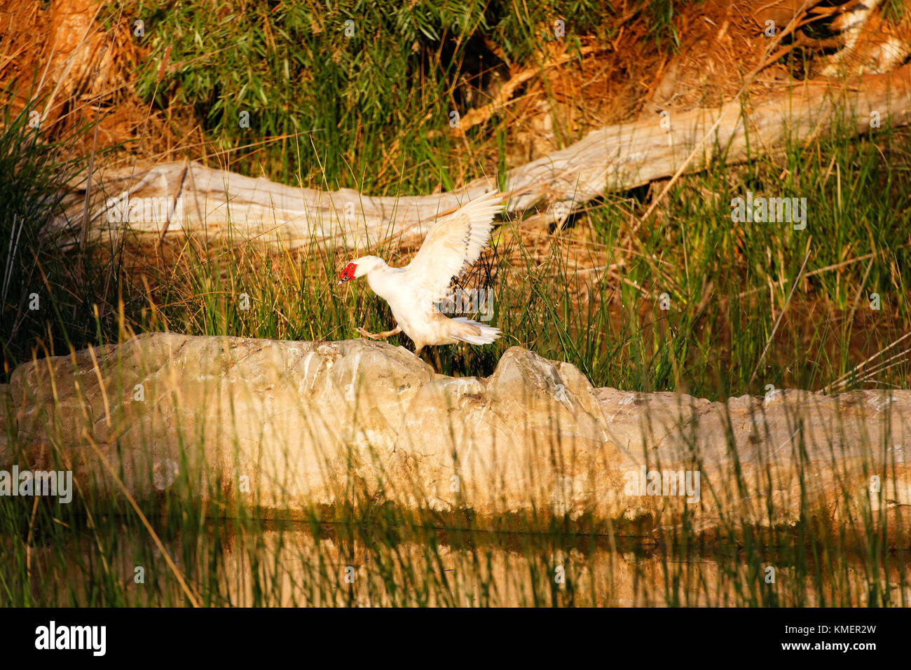 Weiße Ente mit ausgebreiteten Flügeln, Miaree Pool, Pilbara in Westaustralien Stockfoto