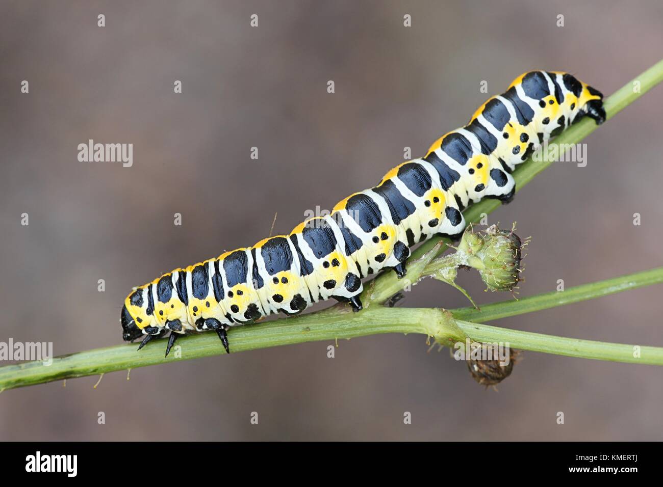 Kopfsalat shark Motte Caterpillar, cucullia lactucae Stockfoto