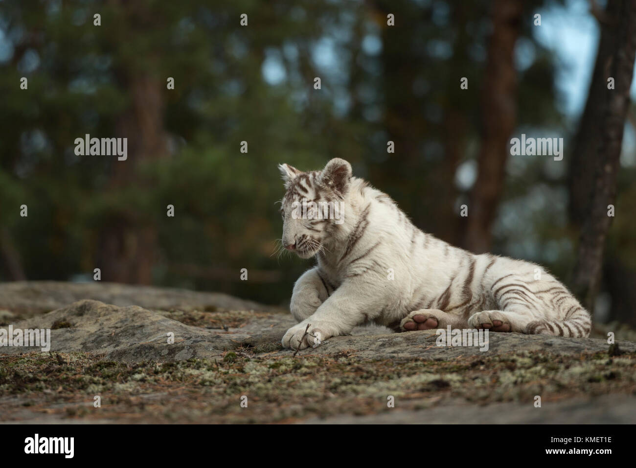 Königlicher Bengaler Tiger / Königstiger ( Panthera tigris ), weißes Tier, auf Felsen am Waldrand ruhend, schöne Lage, in natürlicher Umgebung. Stockfoto
