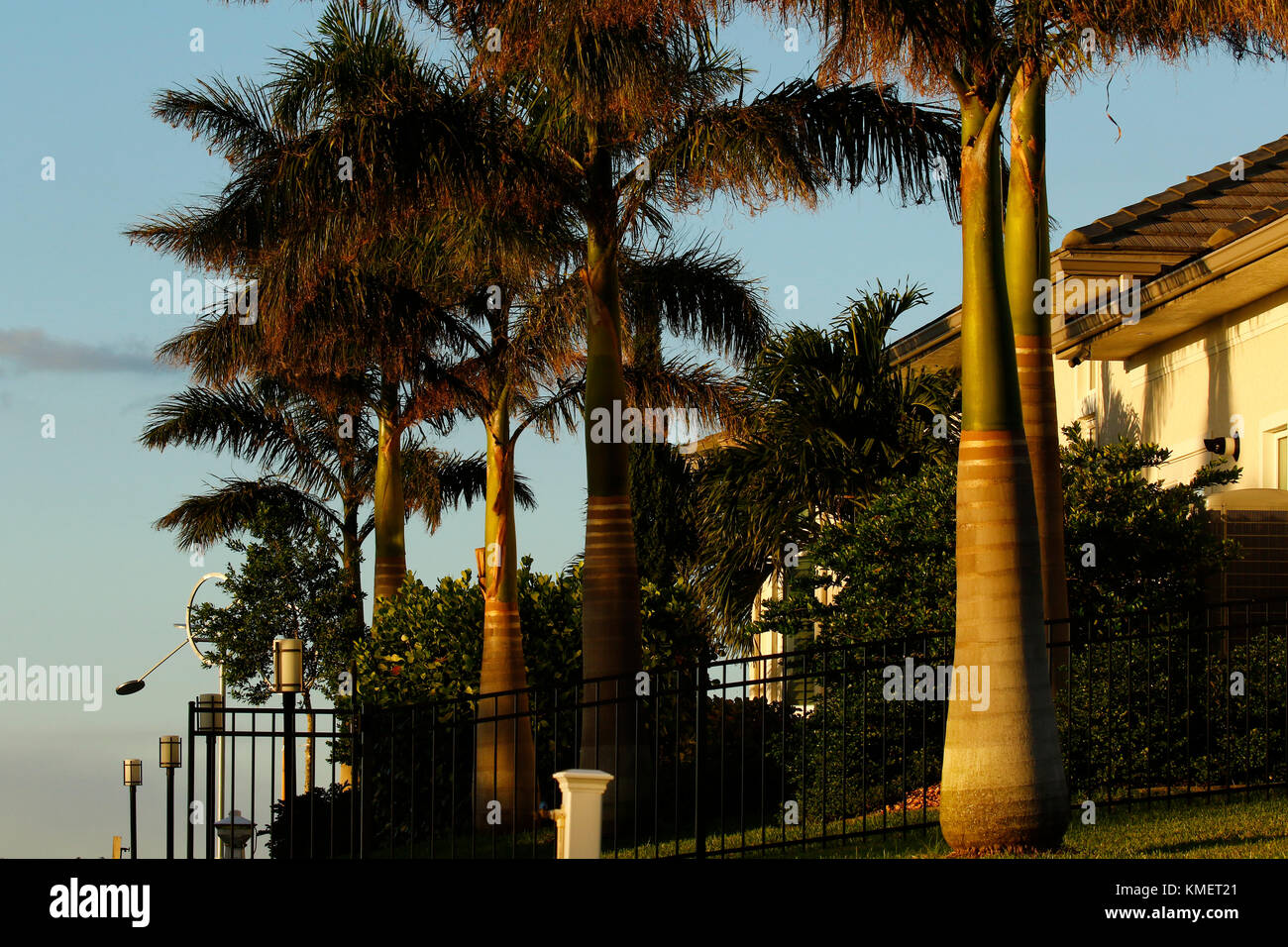 Palm Tree Allee in Punta Gorda Florida Stockfoto