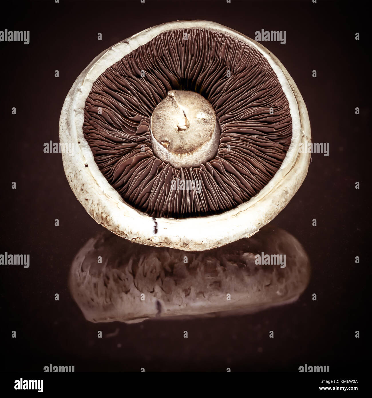 Eine Studie einer portabella mushroom in Makro. Stockfoto