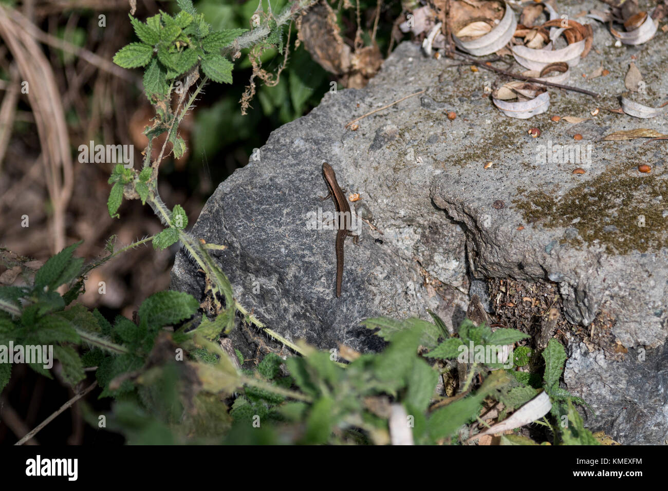 Ein Reptil auf einem Stein in einer abgelegenen Gegend in Indien Stockfoto
