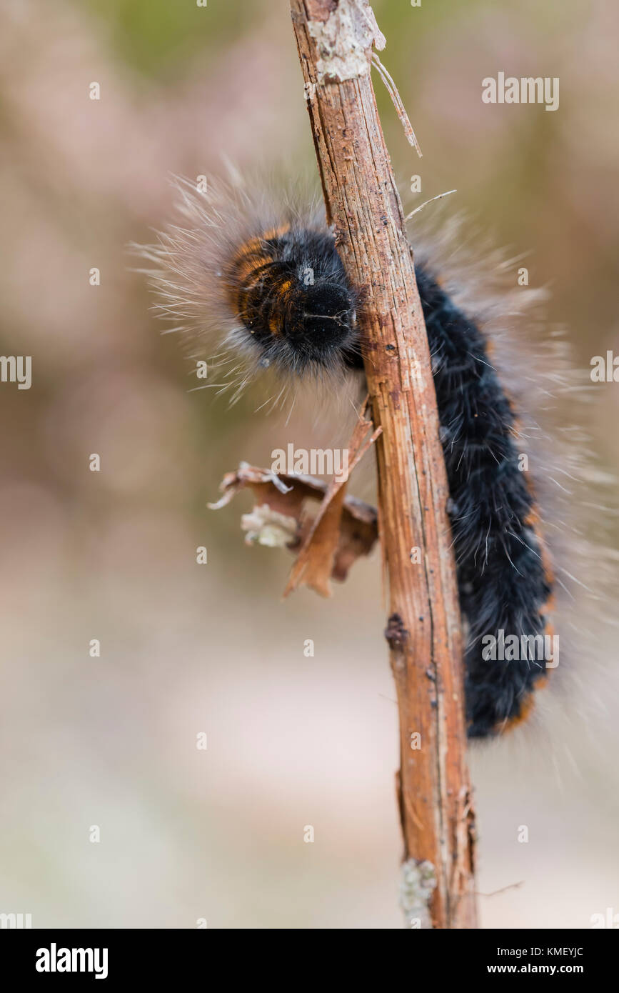 Bromberspinner Raupe, Macrothylacia Rubi, Fox Moth Caterpillar Stockfoto