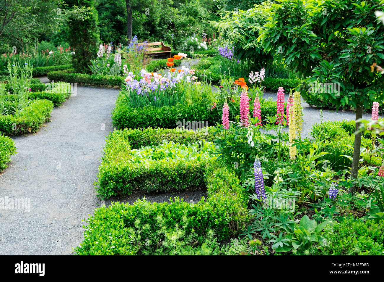 Zerkleinert Granit Wege, niedrige Hecke Grenzen, Lupin schießt, Iris Blumen, orientalischen Mohn in formalen, altmodischen Garten Stockfoto