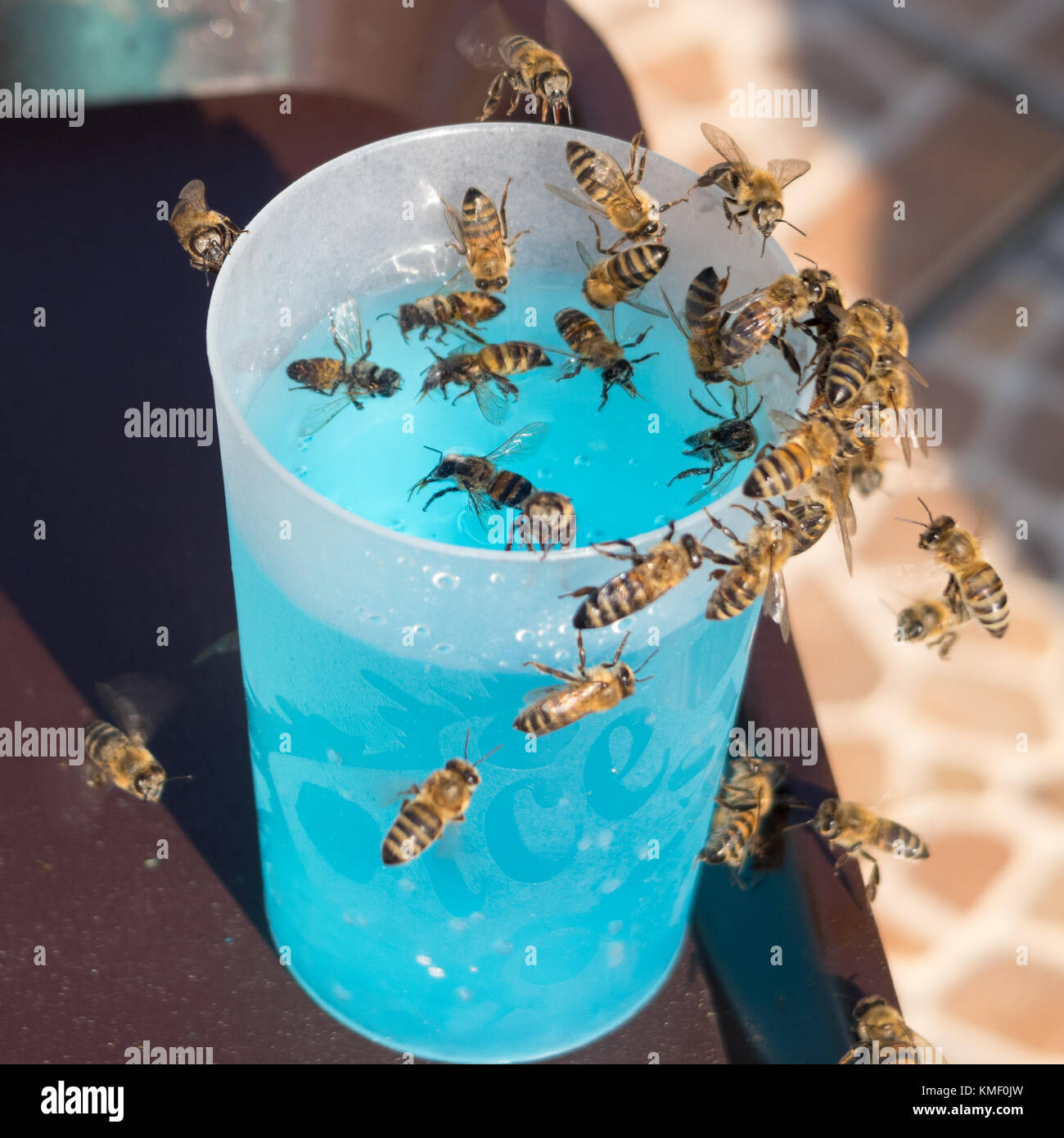 Ein Schwarm von Wespen zu einem Drink angezogen Stockfoto