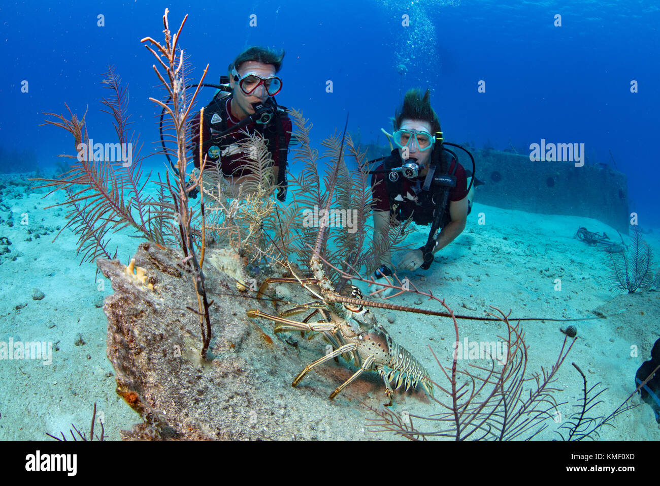 Langusten sucht Schutz gegen ein Stück Wrack. Stockfoto